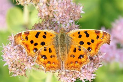 Nymphalidae butterfly stock image. Image of butterfly - 44976743