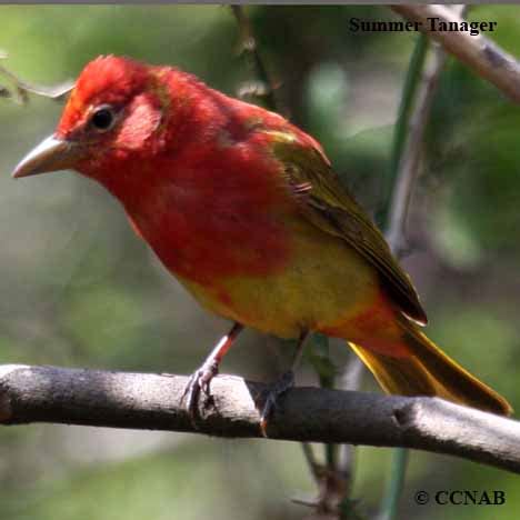 Red Birds - Birds by Colour - North American Birds - Birds of North America