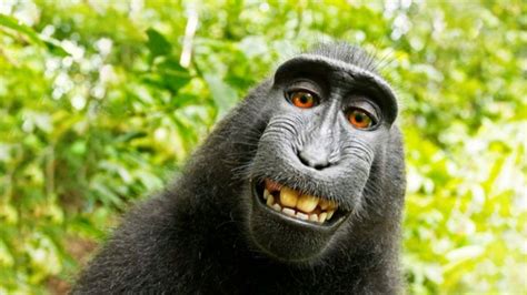 Un macaque qui se prend en selfie ne peut pas prétendre à des droits d ...