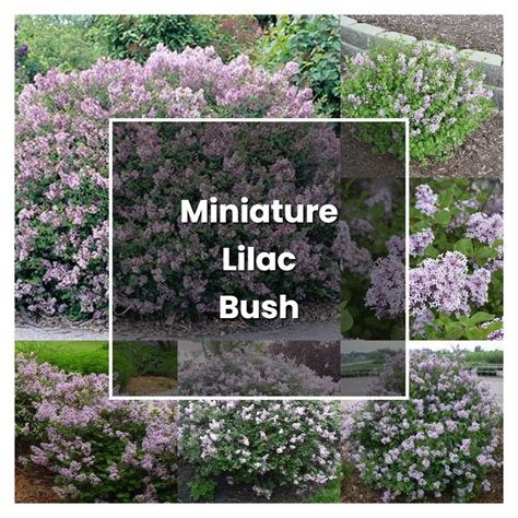 How to Grow Miniature Lilac Bush - Plant Care & Tips | NorwichGardener