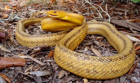 Discover 13 Yellow Snakes - WikiPoint - Wiki Point