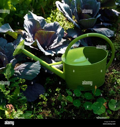 Green Watering Can and Vegetable Garden Stock Photo - Alamy