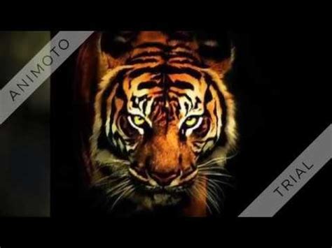 Cancion De Roki Balboa Ojo De Tigre