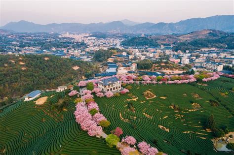 Aerial View of Traditional Chinese Tea Garden, with Blooming Cherry Trees on the Tea Mountain at ...