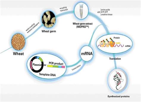 Plasmid Construction, Protein Expression and Purification - Creative ...