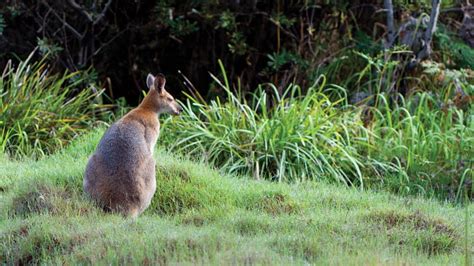 Bundjalung National Park | NSW National Parks