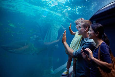 Take A Family Field Trip To The Texas State Aquarium - Mike Shaw Toyota