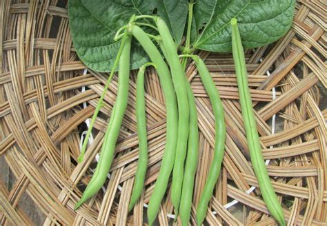 Blue Lake Beans- Organic – Greta's Family Gardens