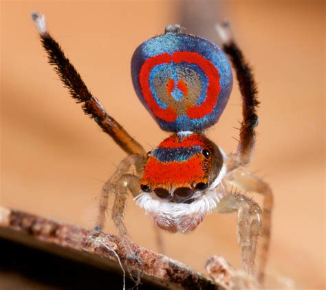 _MG_6923 (1) peacock spider Maratus splendens | Male of Mara… | Flickr