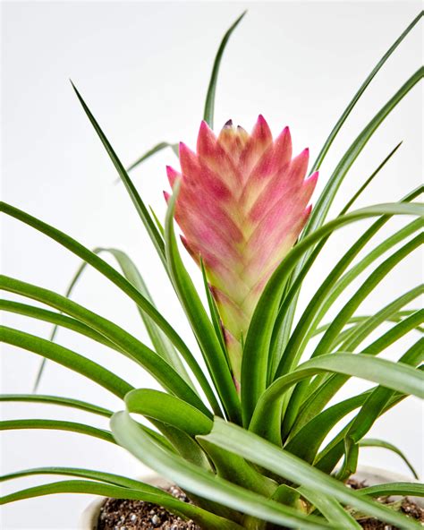 Bromeliad Plants Care