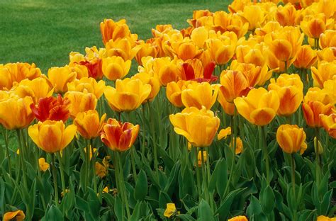 14 Types of Tulips for Your Garden