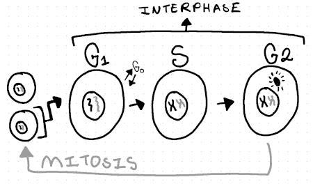 Comparing and Contrasting the Stages of Interphase Practice | Biology ...