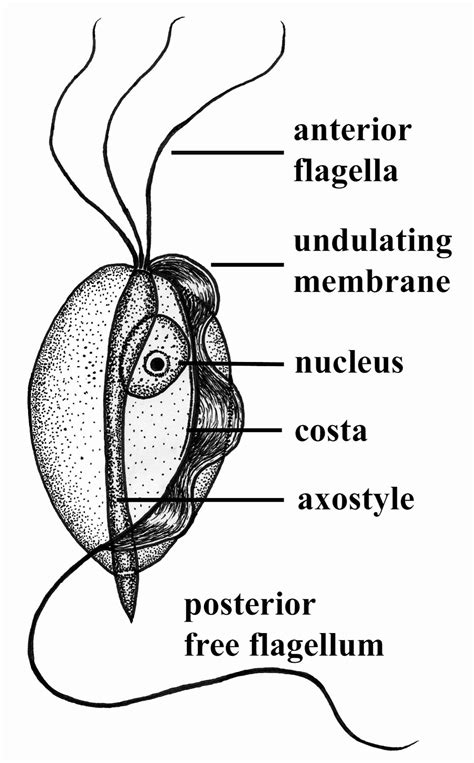 Aquatic Parasite Observatory