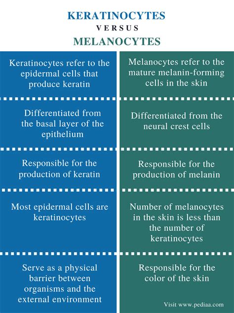 Difference Between Keratinocytes and Melanocytes | Definition ...