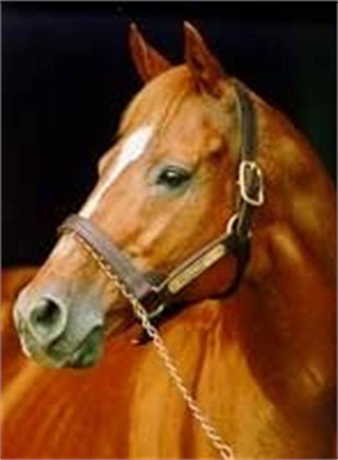 Triple Crown Winner Affirmed Euthanized - BloodHorse