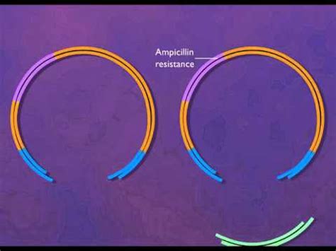 Construction of a Plasmid Vector [HD Animation] - YouTube