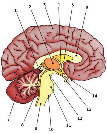 Brain Test Quiz Questions With Answers - ProProfs Quiz, test brain - thirstymag.com