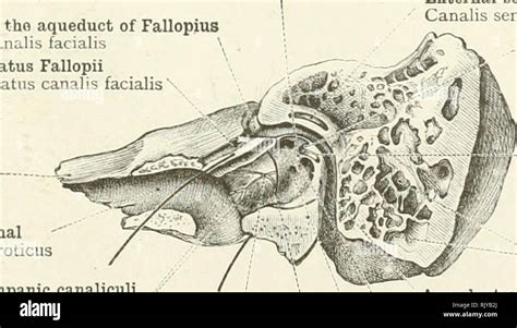 Stylomastoid foramen hi-res stock photography and images - Alamy