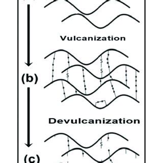 Vulcanization/devulcanization process; (a) non-vulcanized rubber; (b)... | Download Scientific ...