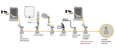 Polyacrylamide Gel Electrophoresis (PAGE): Principle and Procedure • Microbe Online