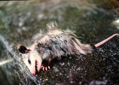 Baby possum playing dead. XG7 shot on Fujifilm 35mm : r/minolta