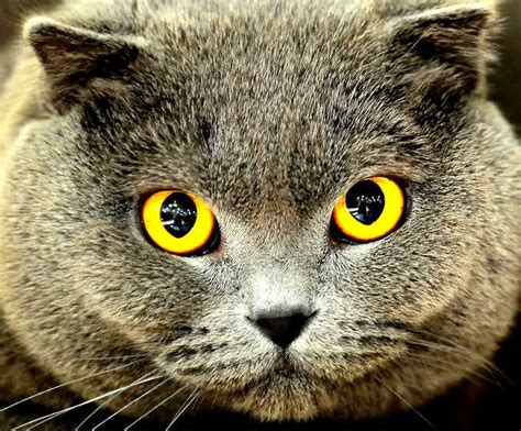 Awesome cat eye | Cute cats HQ - Pictures of cute cats and kittens Free ...