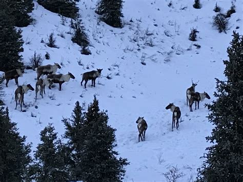 Winter in Denali Park - Denali Chamber of Commerce