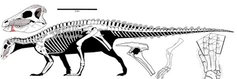 Scelidosaurus, Minmi and Emausaurus