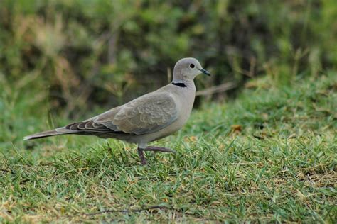 Birding Tours in Ghana| Bird Watching Tour | Birding excursions- Eyali Tours