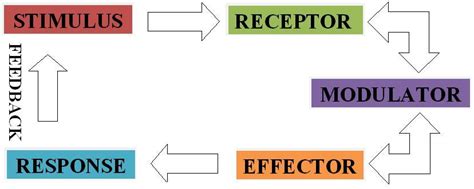 Stimulus Response