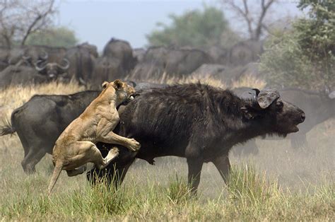 African Lion Attacking Cape Buffalo Photograph by Pete Oxford