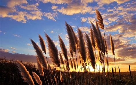 Download Pampas Grass Sunset Nature Plant HD Wallpaper