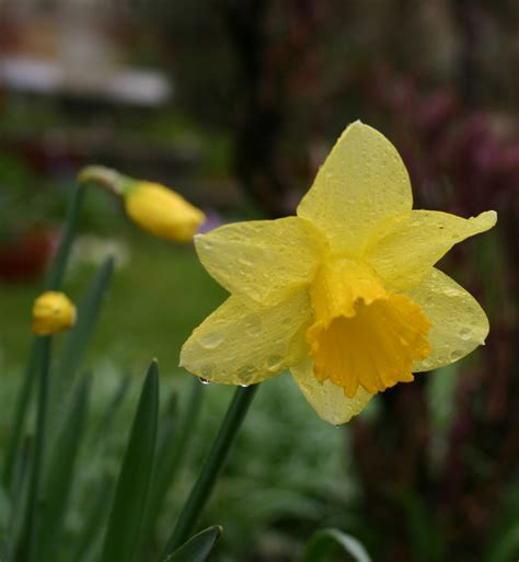 File:Daffodil.jpg - Wikipedia