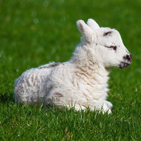 Keep Cool with Wool at Holy Lamb Organics - SouthSoundTalk