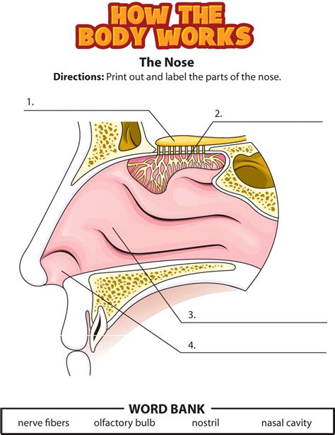 Activity: The Nose (for Kids) - Nemours Kidshealth