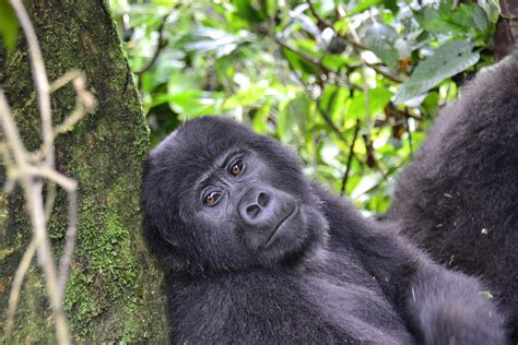 Congo Rwanda Safari Tours, Congo Rwanda Gorilla Trekking Safaris Tours