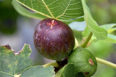 Brown Turkey Fig (Ficus carica 'Brown Turkey') in Columbus Dublin Delaware Grove City Gahanna ...