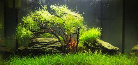 Gardening for the Nano Aquascape | Tropical Fish Hobbyist Magazine