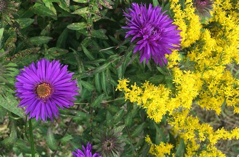 Timeless Lessons from a Native Garden in Uncertain Times