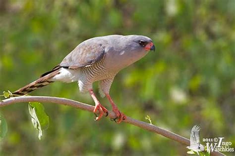 Gabar Goshawk