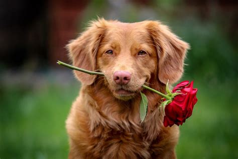 Red Golden Retriever - Complete Breed Guide - Animal Corner