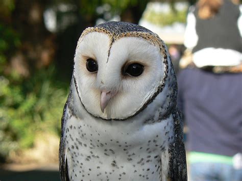 Australian Masked Owl - Owls Photo (28526625) - Fanpop