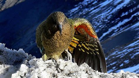 Newsela | New Zealand bird of the year: Playful alpine parrot kea soars to victory