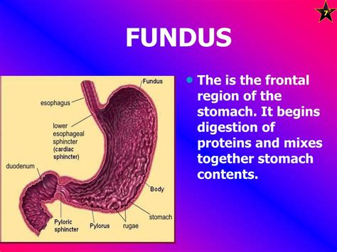 PPT - STOMACH PowerPoint Presentation, free download - ID:9207510