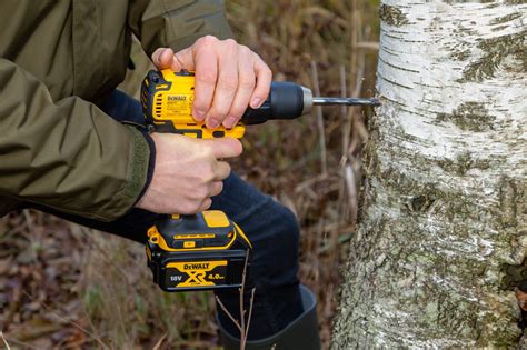 Grow Chaga on live birch trees and manage the forest sustainably! - Shroomwell Innovation