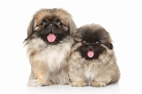 Pekingese: A toy breed with a long, silky coat and a lion-like mane