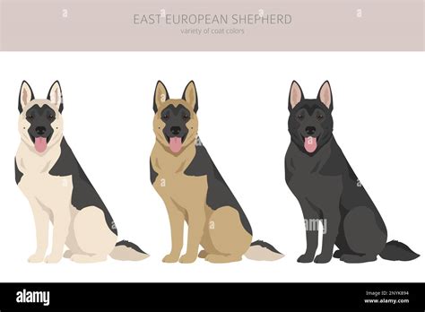 East european shepherd clipart. Different coat colors set. Vector ...