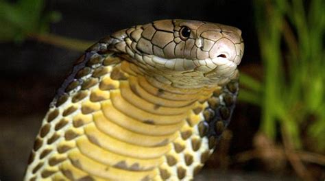 Cobras – dreadful snakes | DinoAnimals.com