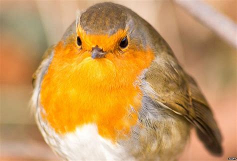 Who, what, why: How aggressive are robins? - BBC News