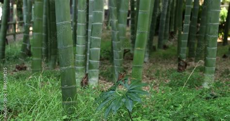 Beautiful bamboo forest at the traditional park daytime handheld Stock ...